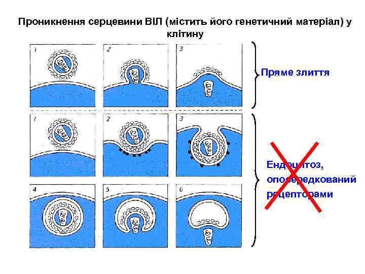 Проникнення серцевини ВІЛ (містить його генетичний матеріал) у клітину Пряме злиття Ендоцитоз, опосередкований рецепторами