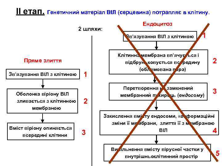 ІІ етап. Генетичний матеріал ВІЛ (серцевина) потрапляє в клітину. 2 шляхи: Ендоцитоз Зв’язування ВІЛ