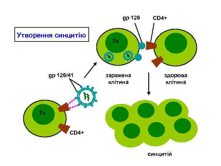 gp 120 Утворення синцитію gp 120/41 CD 4+ Тх заражена клітина Тх здорова клітина