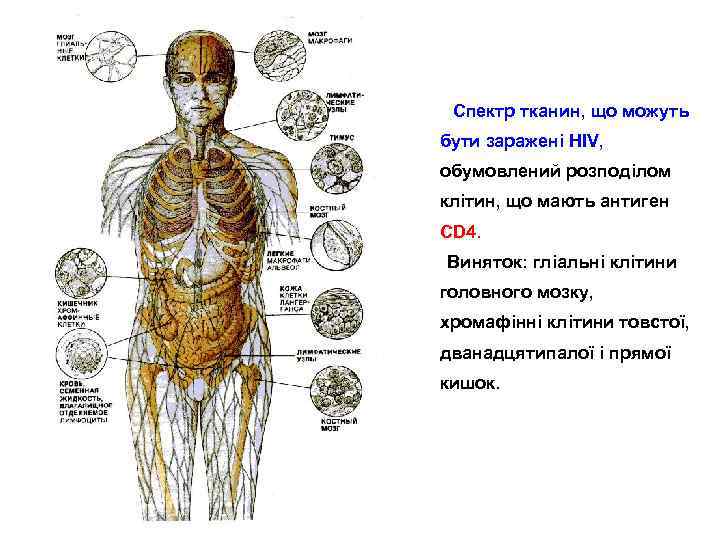  Спектр тканин, що можуть бути заражені HIV, обумовлений розподілом клітин, що мають антиген