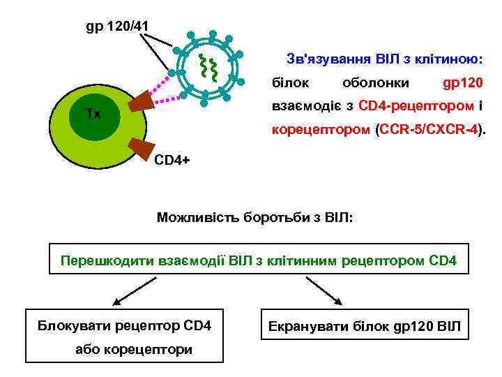 gp 120/41 Зв'язування ВІЛ з клітиною: білок оболонки gp 120 взаємодіє з CD 4