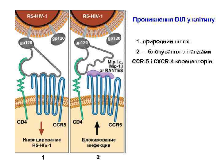Проникнення ВІЛ у клітину 1 - природний шлях; 2 – блокування лігандами CCR-5 і