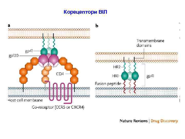  Корецептори ВІЛ 