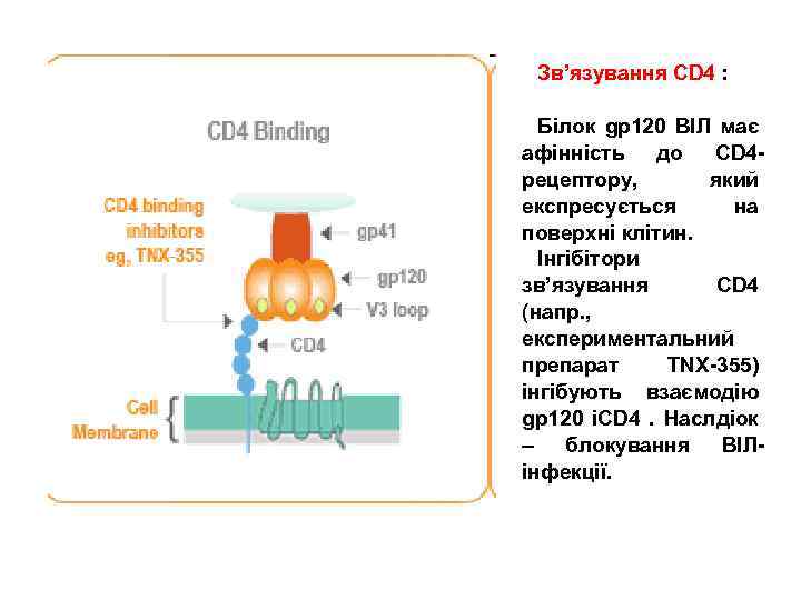 Зв’язування CD 4 : Білок gp 120 ВІЛ має афінність до CD 4 рецептору,