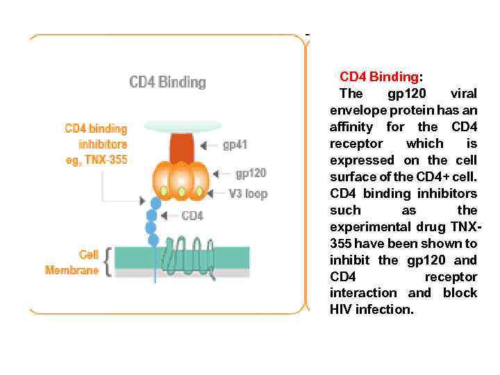 CD 4 Binding: The gp 120 viral envelope protein has an affinity for the