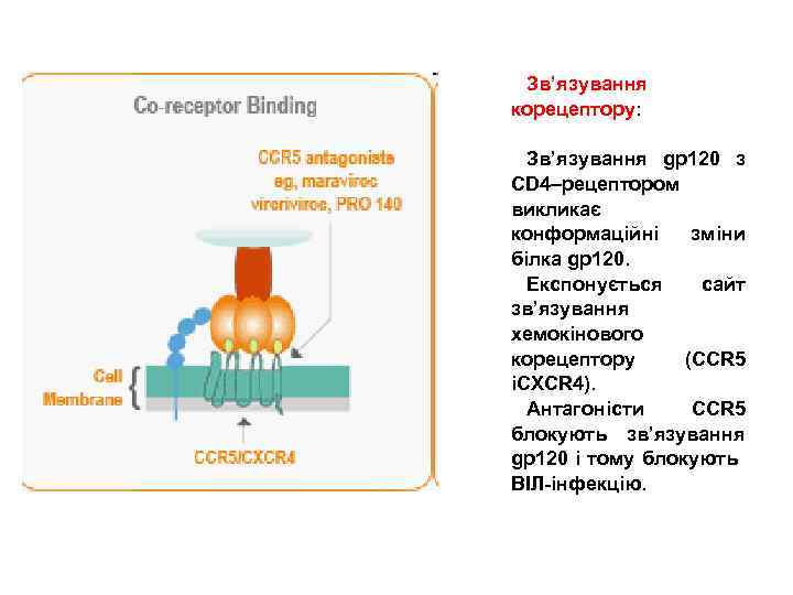 Зв’язування корецептору: Зв’язування gp 120 з CD 4–рецептором викликає конформаційні зміни білка gp 120.