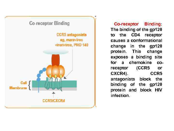 Co-receptor Binding: The binding of the gp 120 to the CD 4 receptor causes