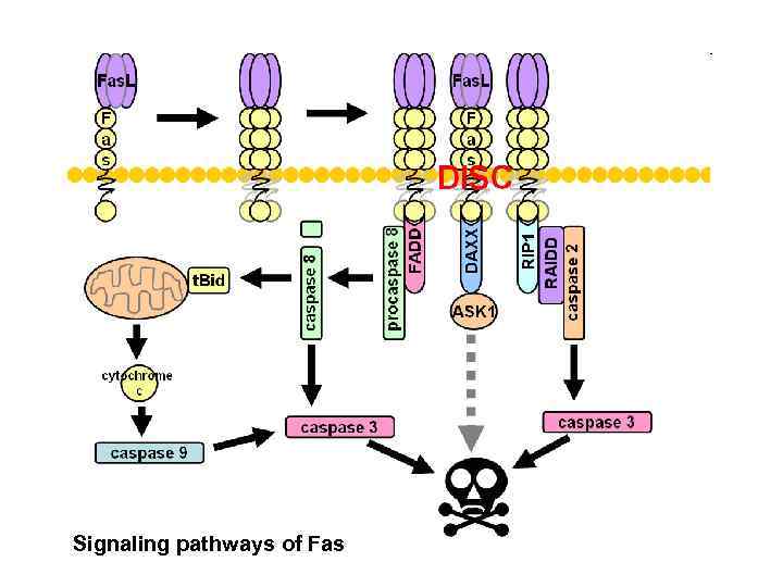 Signaling pathways of Fas 