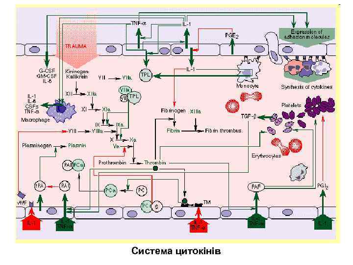 Система цитокінів 