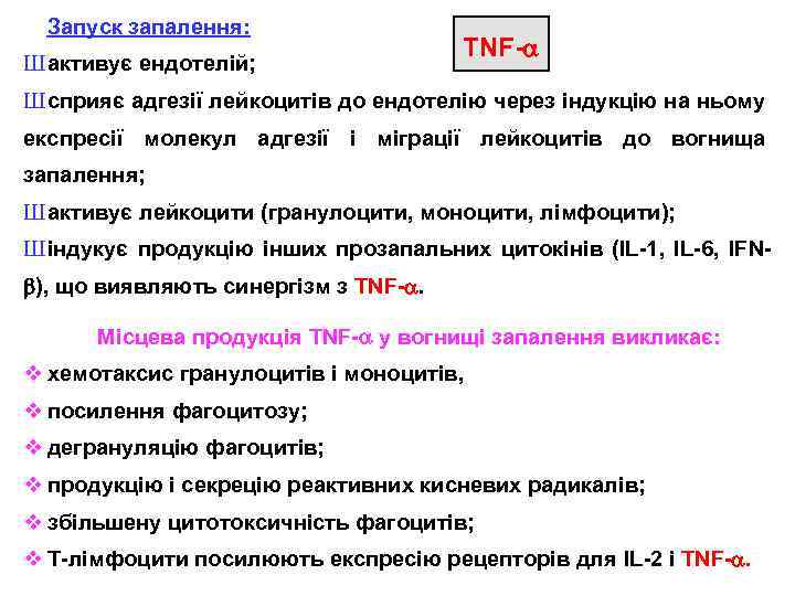Запуск запалення: Ш активує ендотелій; TNF- Ш сприяє адгезії лейкоцитів до ендотелію через індукцію
