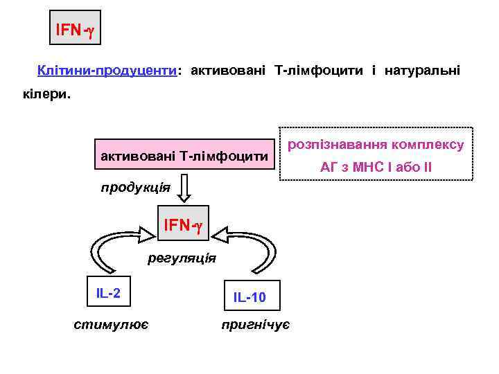 IFN- Клітини-продуценти: активовані Т-лімфоцити і натуральні кілери. активовані Т-лімфоцити розпізнавання комплексу продукція IFN- регуляція