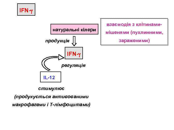 IFN- взаємодія з клітинаминатуральні кілери продукція IFN- регуляція IL-12 стимулює (продукується активованими макрофагами і