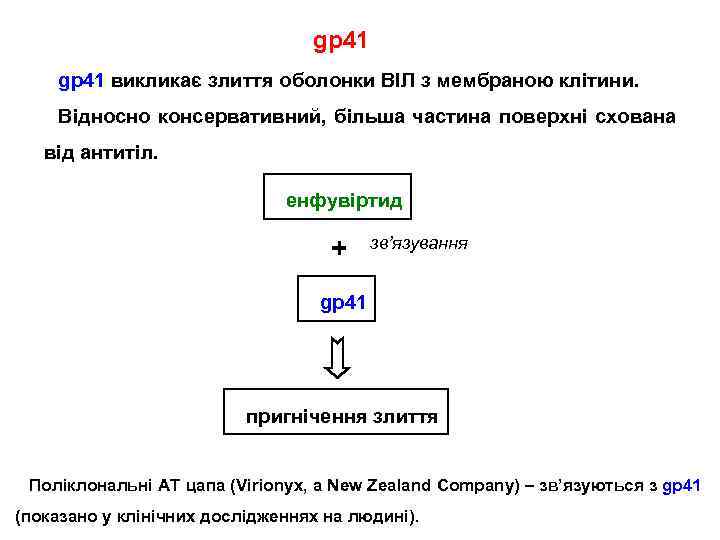 gp 41 викликає злиття оболонки ВІЛ з мембраною клітини. Відносно консервативний, більша частина поверхні