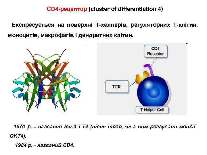 CD 4 -рецептор (cluster of differentiation 4) Експресується на поверхні Т-хелперів, регуляторних Т-клітин, моноцитів,