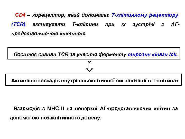 CD 4 – корецептор, який допомагає Т-клітинному рецептору (TCR) активувати Т-клітини при їх зустрічі
