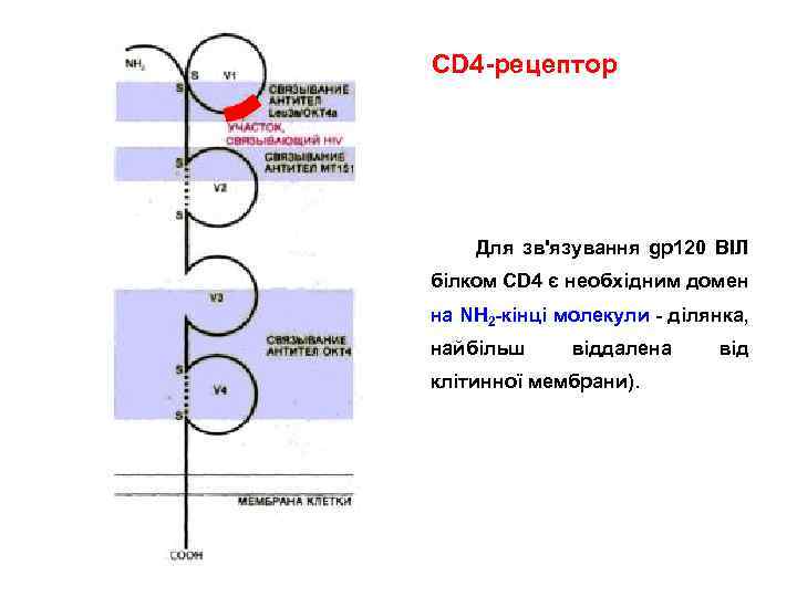 CD 4 -рецептор Для зв'язування gp 120 ВІЛ білком CD 4 є необхідним домен