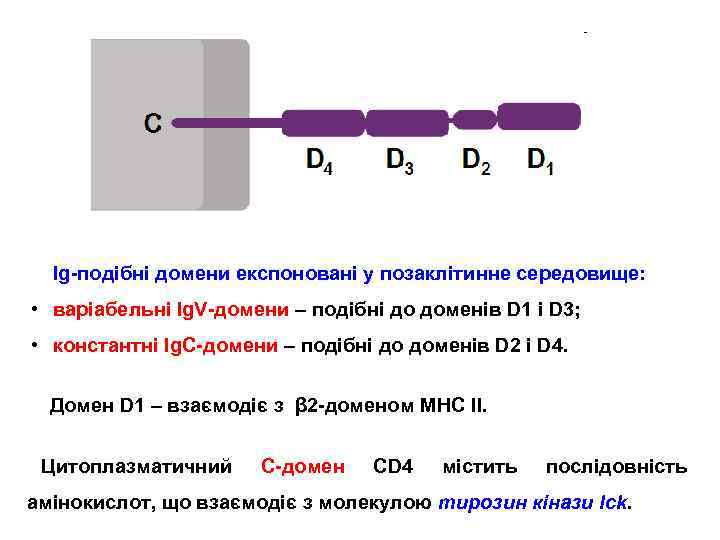 Ig-подібні домени експоновані у позаклітинне середовище: • варіабельні Ig. V-домени – подібні до доменів