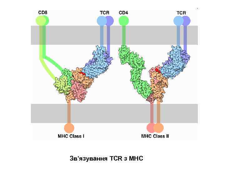 Зв’язування TCR з MHC 