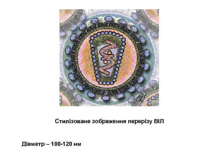 Стилізоване зображення перерізу ВІЛ Діаметр – 100 -120 нм 