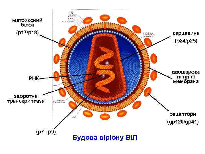 матриксний білок (р17/р18) серцевина (р24/р25) двошарова ліпідна мембрана РНК зворотна транскриптаза рецептори (gр120/gр41) (р7