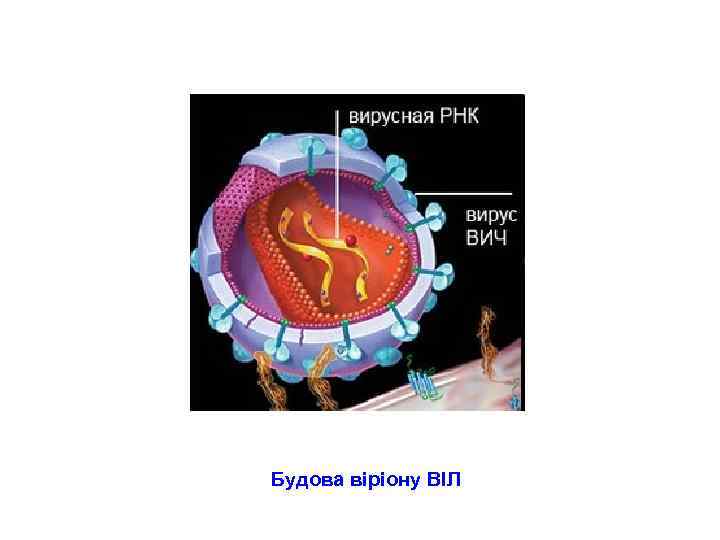 Будова віріону ВІЛ 