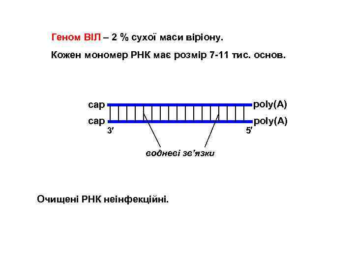 Геном ВІЛ – 2 % сухої маси віріону. Кожен мономер РНК має розмір 7