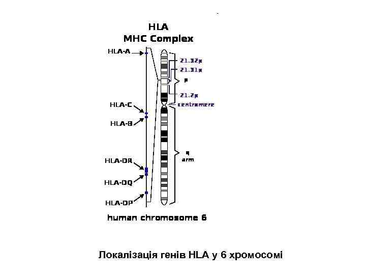 Локалізація генів HLA у 6 хромосомі 
