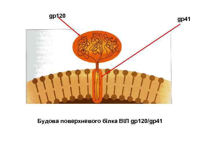 gp 120 Будова поверхневого білка ВІЛ gp 120/gp 41 