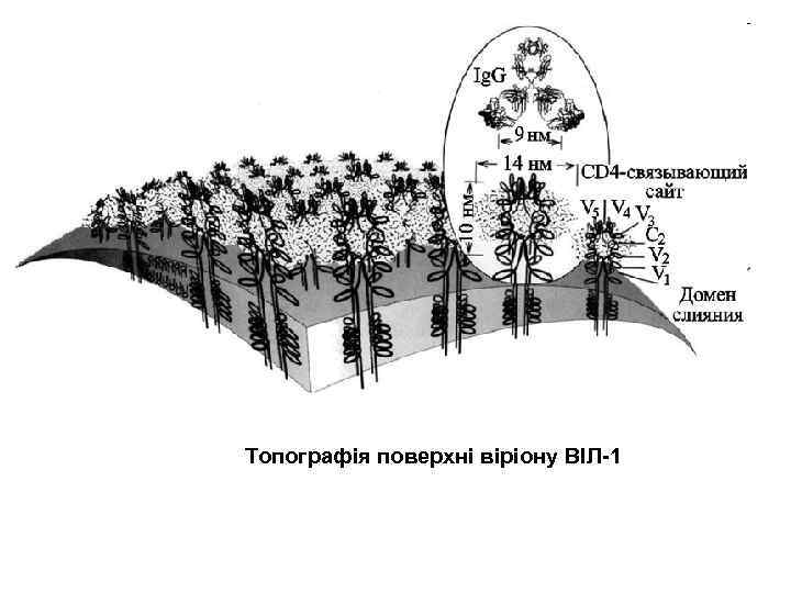 Топографія поверхні віріону ВІЛ-1 