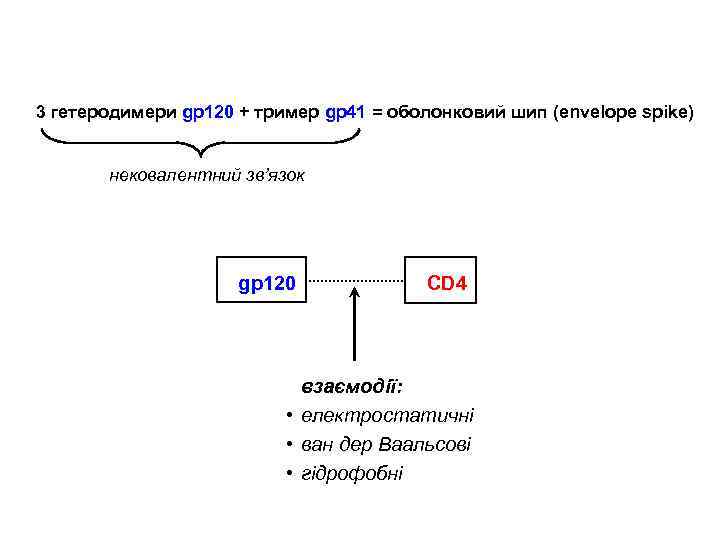 3 гетеродимери gp 120 + тример gp 41 = оболонковий шип (envelope spike) нековалентний
