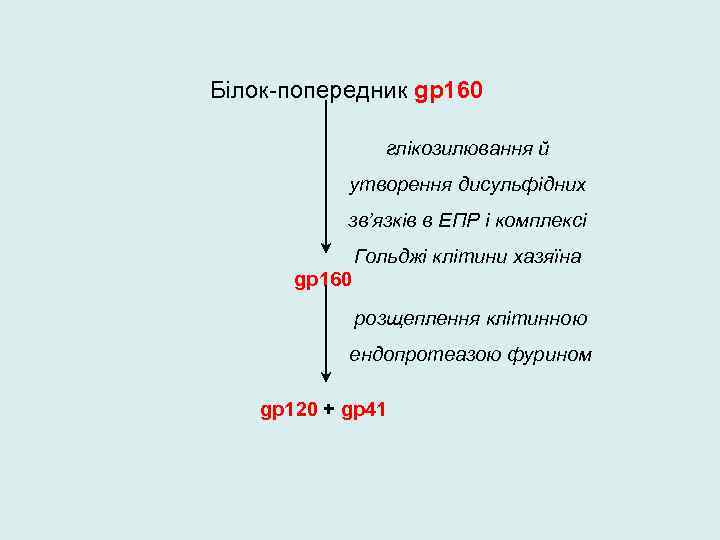 Білок-попередник gp 160 глікозилювання й утворення дисульфідних зв’язків в ЕПР і комплексі Гольджі клітини