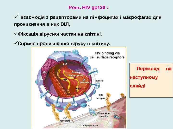 Роль HIV gp 120 : ü взаємодія з рецепторами на лімфоцитах і макрофагах для