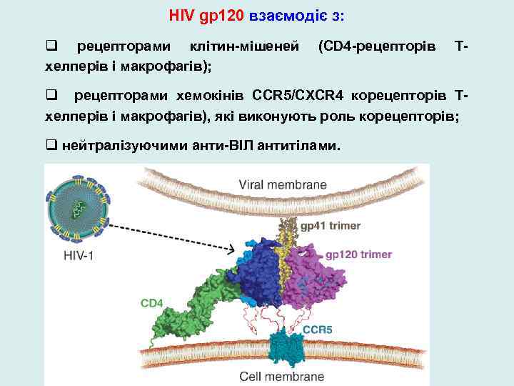 HIV gp 120 взаємодіє з: q рецепторами клітин-мішеней хелперів і макрофагів); (CD 4 -рецепторів