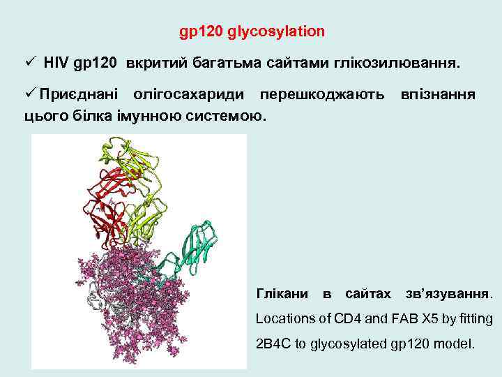 gp 120 glycosylation ü HIV gp 120 вкритий багатьма сайтами глікозилювання. ü Приєднані олігосахариди