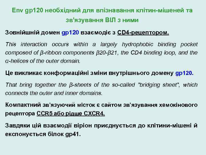 Env gp 120 необхідний для впізнавання клітин-мішеней та зв’язування ВІЛ з ними Зовнійшній домен
