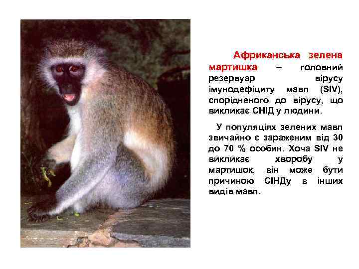  Африканська зелена мартишка – головний резервуар вірусу імунодефіциту мавп (SIV), спорідненого до вірусу,
