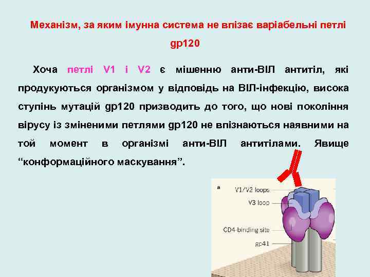 Механізм, за яким імунна система не впізає варіабельні петлі gp 120 Хоча петлі V