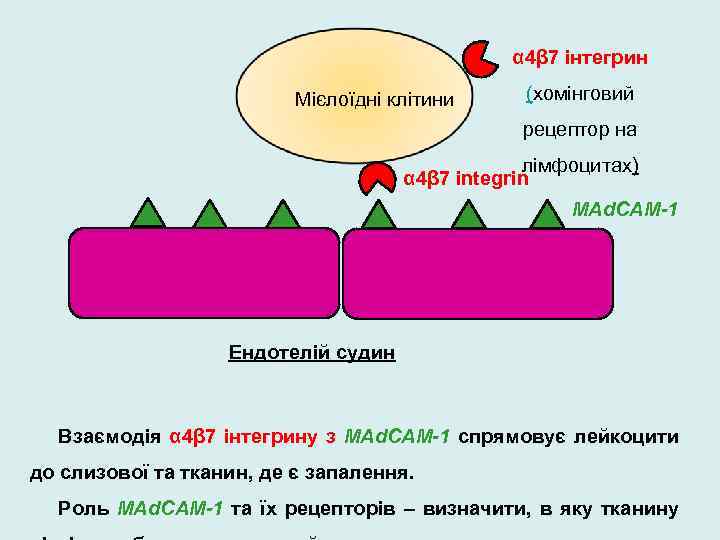 α 4β 7 інтегрин Мієлоїдні клітини (хомінговий рецептор на лімфоцитах) α 4β 7 integrin