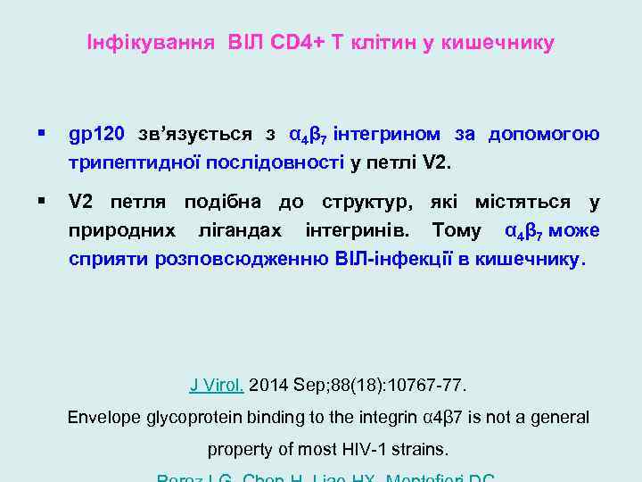 Інфікування ВІЛ CD 4+ T клітин у кишечнику § gp 120 зв’язується з α