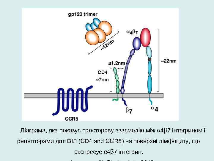 Діаграма, яка показує просторову взаємодію між α 4β 7 інтегрином і рецепторами для ВІЛ