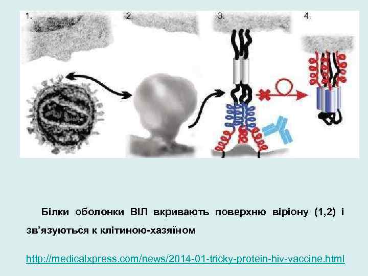 Білки оболонки ВІЛ вкривають поверхню віріону (1, 2) і зв’язуються к клітиною-хазяїном http: //medicalxpress.