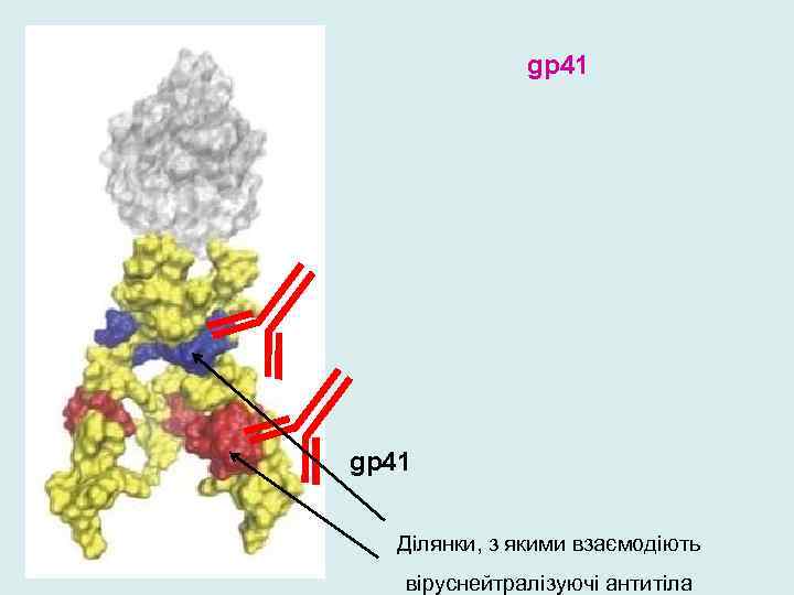 gp 41 Ділянки, з якими взаємодіють віруснейтралізуючі антитіла 
