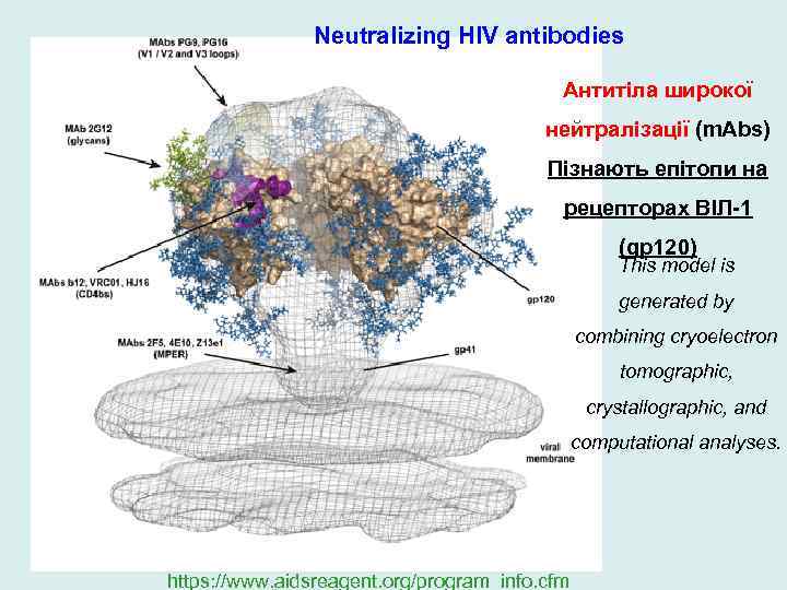 Neutralizing HIV antibodies Антитіла широкої нейтралізації (m. Abs) Пізнають епітопи на рецепторах ВІЛ-1 (gp