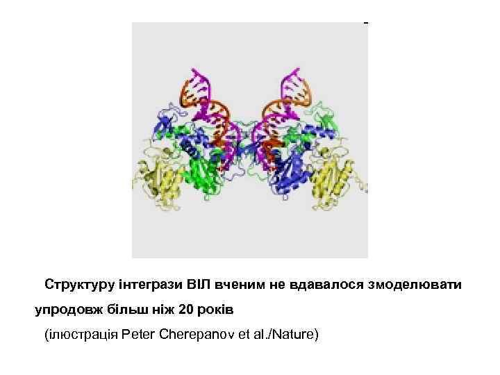 Структуру інтегрази ВІЛ вченим не вдавалося змоделювати упродовж більш ніж 20 років (ілюстрація Peter