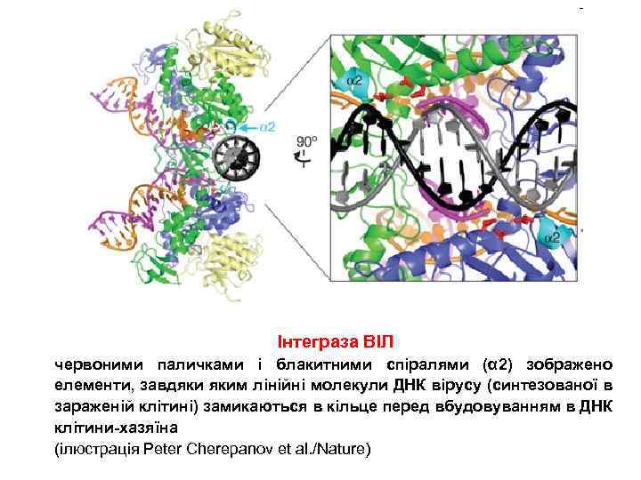 Інтеграза ВІЛ червоними паличками і блакитними спіралями (α 2) зображено елементи, завдяки яким лінійні