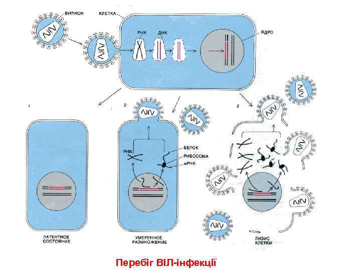 Перебіг ВІЛ-інфекції 