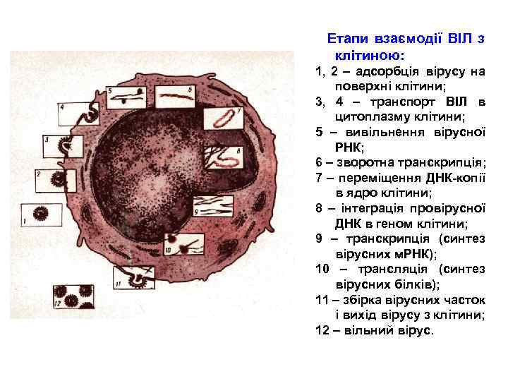  Етапи взаємодії ВІЛ з клітиною: 1, 2 – адсорбція вірусу на поверхні клітини;
