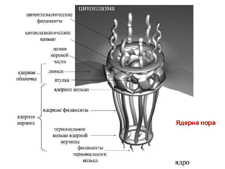 Ядерна пора 