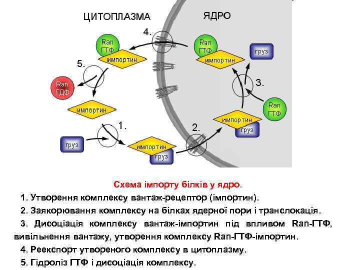 Схема імпорту білків у ядро. 1. Утворення комплексу вантаж-рецептор (імпортин). 2. Заякорювання комплексу на