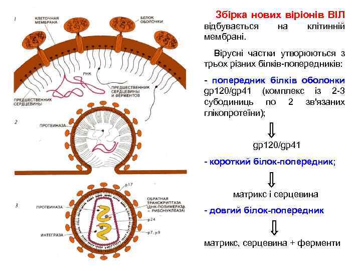  Збірка нових віріонів ВІЛ відбувається мембрані. на клітинній Вірусні частки утворюються з трьох